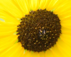 Singing Sunflower