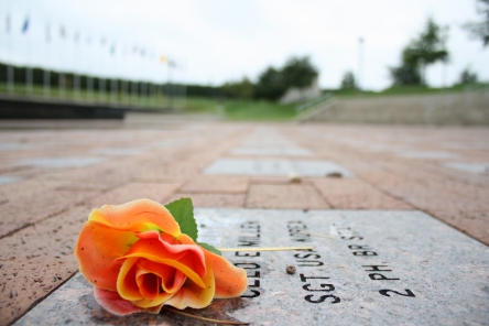 Rose At Veterans' Memorial